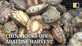 Abalone harvest season starts off China’s eastern coast [upl. by Hartnett871]