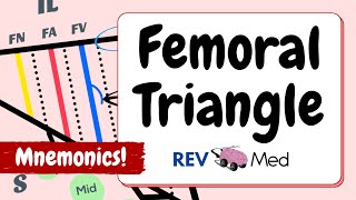 Femoral Triangle Anatomy Using Mnemonics MADE EASY [upl. by Moberg]