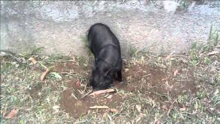 Baboy Damo Baboy Ramo Philippine Wild  Warty Pig Female 5 months old [upl. by Cherry]