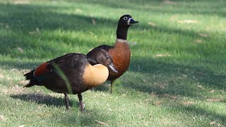 Australian Shelducks at Herdsman Lake Dec 2022 [upl. by Keppel155]