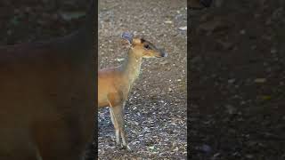 Barasingha seen during a safari shorts wildlife [upl. by Enobe417]