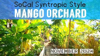 Future Thriving Mango Orchard in SoCal Watch This Syntropic Style Permaculture Food Forest Tour Now [upl. by Trey]