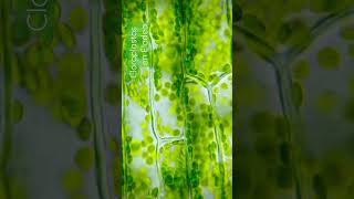 Cloroplastos en Elodea microscopio células cloroplastos vida biologia ciencias [upl. by Norrek]