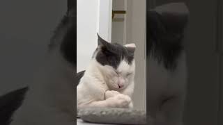 Hcatcatlover fumny fumnyvideos foryou fypage fyp fumnycatcats [upl. by Tamsky]