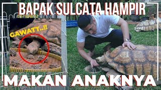 OMG SULCATA TORTOISE FATHER ALMOST EATING HIS SON [upl. by Rimidalb]