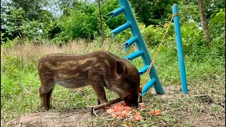 Awesome Trap Skill  Primitive DIY wild boar trap using sharp pipes fall into ground [upl. by Bogosian464]