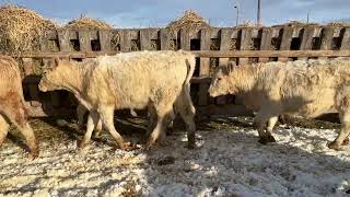 Brevig Charolais Lewistown MT heifer calves  LLA 12324 [upl. by Airahcaz]