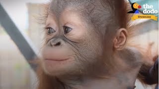 4 INCREDIBLE Orangutan Rescues That Will Change Your Life  The Dodo Showcase [upl. by Holmann]