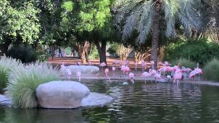 Visiting The Al Ain Zoo in HD [upl. by Leuas]