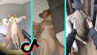 Wakey wakey it’s time for school meme pets tiktok compilation [upl. by Eyahs830]