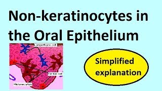 Nonkeratinocytes in the oral epithelium [upl. by Aisha]