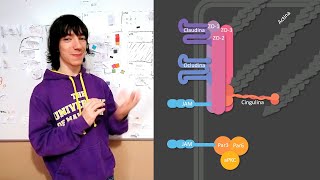 Tight junctions Proteins and function [upl. by Rehposirhc752]