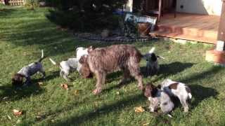 Korthals Griffon  Wirehaired Pointing Griffon [upl. by Eryt]