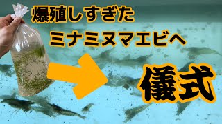 100匹以上に繁殖！ミナミヌマエビの儀式 shrimp [upl. by Eterg]