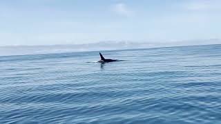 Orcas  Farallon Islands  San Francisco [upl. by Tiff]