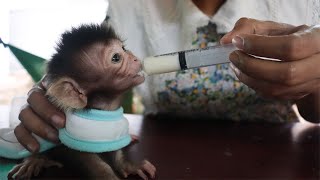 USE SYRINGE BREASTFEEDING MILK LITTLE MONKEY Adorable Baby Monkey Feeding Milk Lovely Baby Monkey [upl. by Cordova925]