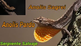 UN ANOLIS PARDO  Anolis Sagrei  Serpiente Slavaje [upl. by Hannahoj]