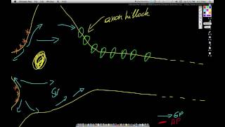 NS 6 AP at axon hillock Large [upl. by Hael940]