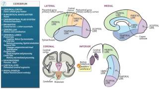 Neuroanatomy Cerebrum [upl. by Ailen]