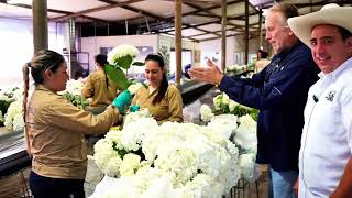 🌸 Cultivo de Hortensias El Arte de Exportar Belleza 🌎 [upl. by Kcered492]