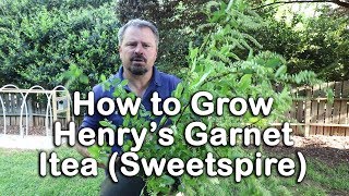 How to grow Henrys Garnet Itea Virginia Sweetspire [upl. by Yelhs540]