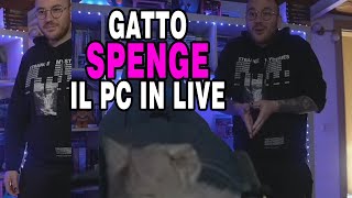 GATTO SPENGE IL PC E PRENDE IL CONTROLLO DELLA LIVE DI NANNI [upl. by Vernor]