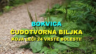 BOKVICA  ČUDOTVORNA BILJKA Koja LEČI 24 VRSTE BOLESTI [upl. by Belloir856]