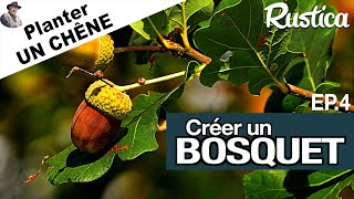 Créer un bosquet – 4  Planter un chêne [upl. by Zachary637]