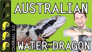 Australian Water Dragon The Best Pet Lizard [upl. by Nahs]