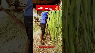 चारा कटिंग jafrabadibuffalo cow farming dairyfarm reels shorts shortsvideo viralvideo moj [upl. by Femmine]