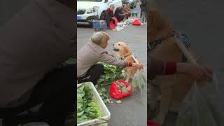 攤主賣給狗空塑膠袋tall owner sells empty plastic bags to dogs [upl. by Zaneta137]