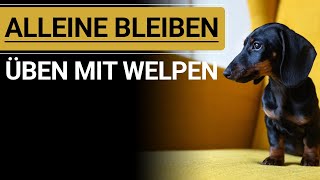 🐕🐶 WELPE ALLEINE BLEIBEN ÜBEN ➡️ Stephanie Salostowitz ➡️ So klappts 🐕🐶✔️ [upl. by Otsugua]