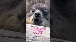 Hyrax Core Meme Compilation funny memes goofy jokes hyrax [upl. by Johppa]