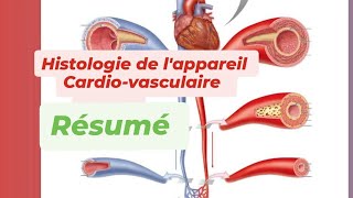 HISTOLOGIE DE LAPPAREIL CARDIO VASCULAIRE  Résumé [upl. by Oelak212]