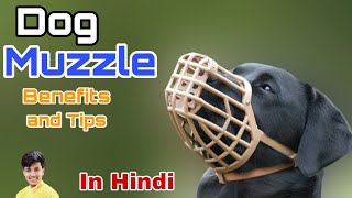 Muzzles for dogs  tips and benefits  in hindi [upl. by Boggs868]