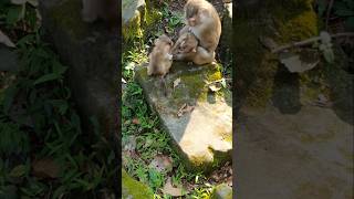 Lovely family monkey hanumancuteanimalsviralvideoviralshort funnymonkeybabymonkeywildlife [upl. by Kellene]