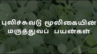 புலிச்சுவடு மூலிகையின் மருத்துவப் பயன்கள்  Health benefits tiger foot morning glory [upl. by Ojillek]