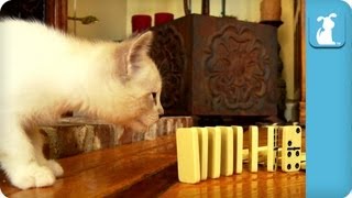 45 Seconds of Cute Kitty Knocking Over Dominoes  Kitten Love [upl. by Leicester]