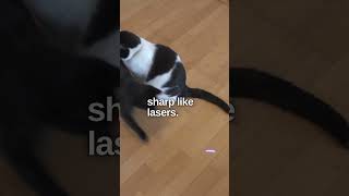 Cats vs Laser Pointers The Unstoppable Chase 🔴🐾 [upl. by Attenej]