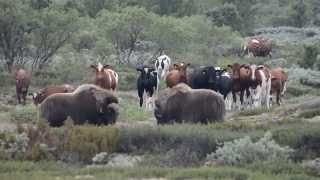 Musk ox VS Cow 2 [upl. by Solly]