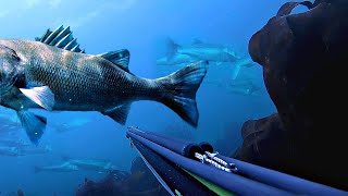 Top 20 Spearfishing Moments [upl. by Peery401]