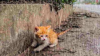 Abandoned in heavy rain wet and shivering kitten begs for help shrinking to protect itself [upl. by Nahbois40]