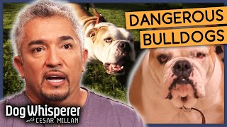 Cesars Secrets for Taming Hostile Dogs  Season 8 Episode 1  Dog Whisperer With Cesar Millan [upl. by Ahseryt46]