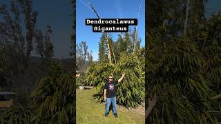 Dendrocalamus Giganteus “Dragon Bamboo” 🐉🎋❤️ bamboo dendrocalamus giganteus gardening eatable [upl. by Qooraf962]