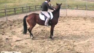 Michael Peace  Early Training  HorseandRider UK [upl. by Allecsirp]