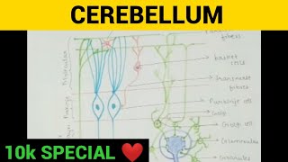 Cerebellum  Physiology  Entry No 15 [upl. by Nnateragram104]