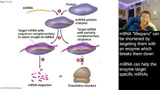 Transcription factors and Alternative Gene Splicing [upl. by Naugan]