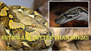 Why modern reticulated pythons are a better snake to keep than Burmese pythons [upl. by Spevek324]