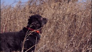 Boykin Spaniel [upl. by Xavier]