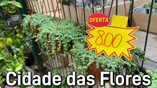 Plantas partir R800  Ceaflor Holambra [upl. by Socher]